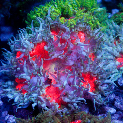 JC Ultra Rock Flower Anemone