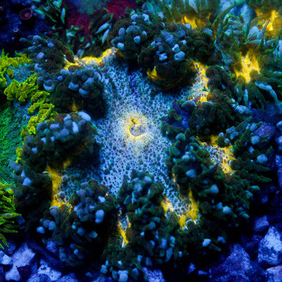 JC Ultra Rock Flower Anemone