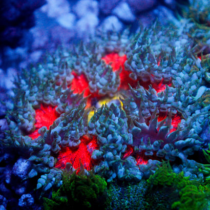 JC Ultra Rock Flower Anemone