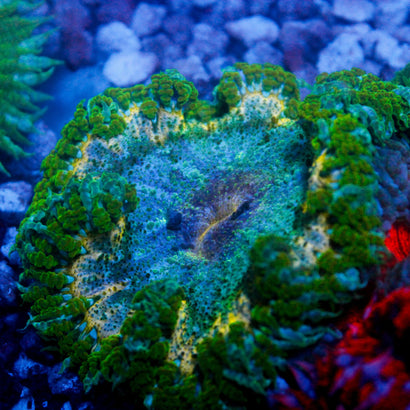 JC Ultra Rock Flower Anemone