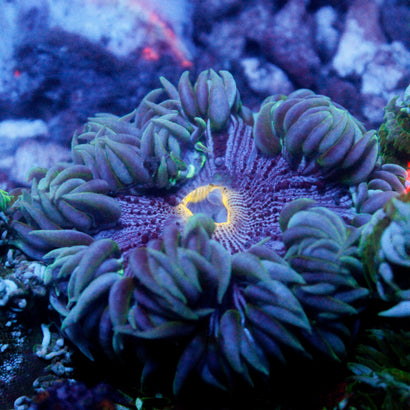 JC Ultra Rock Flower Anemone