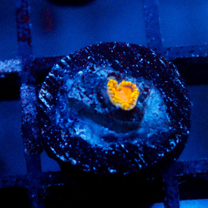 JC Sunny D Zoanthid