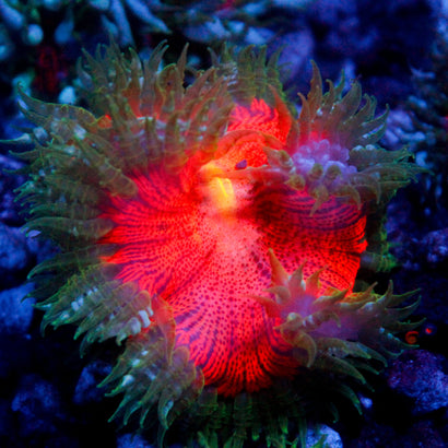 JC Ultra Rock Flower Anemone