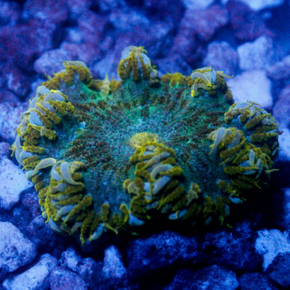 JC Ultra Rock Flower Anemone