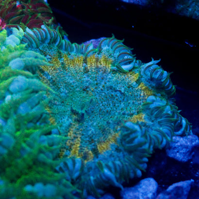 JC Ultra Rock Flower Anemone