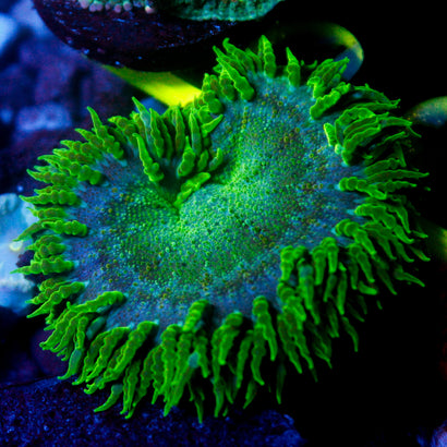 JC Ultra Rock Flower Anemone