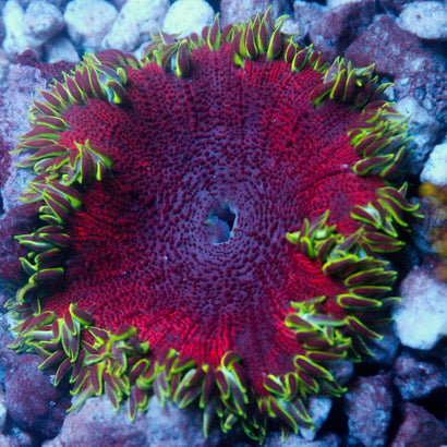 JC Ultra Rock Flower Anemone