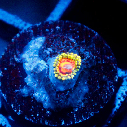 Rainbow Incinerator Zoanthid