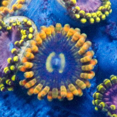 Rainbow Yoda Zoanthid