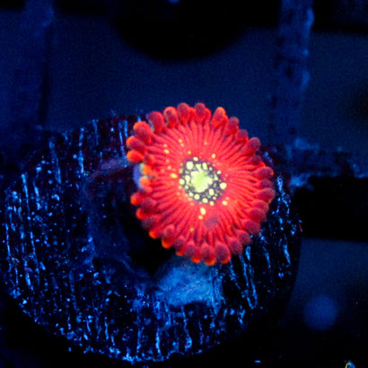 Magicians Zoanthid