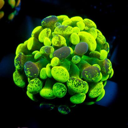 JC Neon Green Splatter Hammer