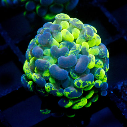 JC Ultra Splatter Hammer