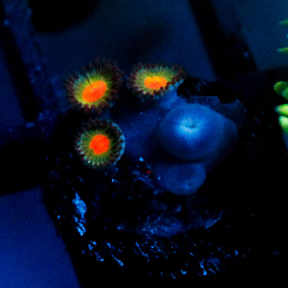 JC Alien Blood Zoanthid Mini Colony