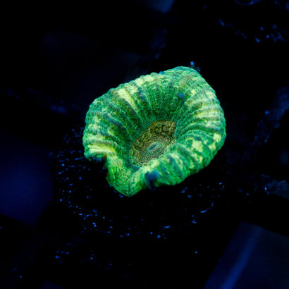 JC Neon Green Favia