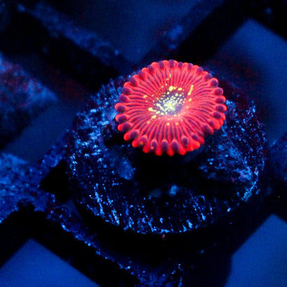 Magicians Zoanthid