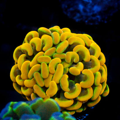 JC Rainbow Gold
