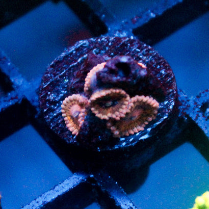 JC Amber Bliss Mini Colony