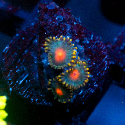 JC Miami Days Zoanthid Mini Colony