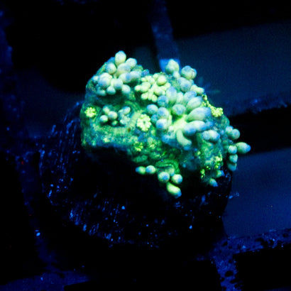 JC Yellow Rainbow Goni