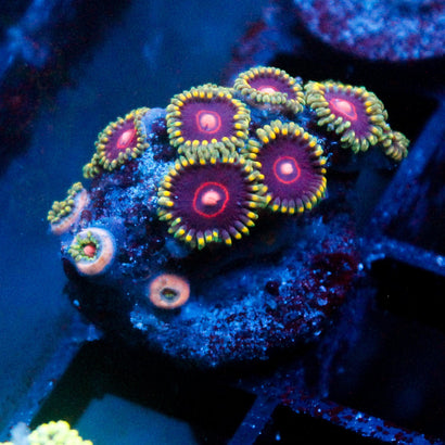 JC Outer Space Zoanthid Mini Colon