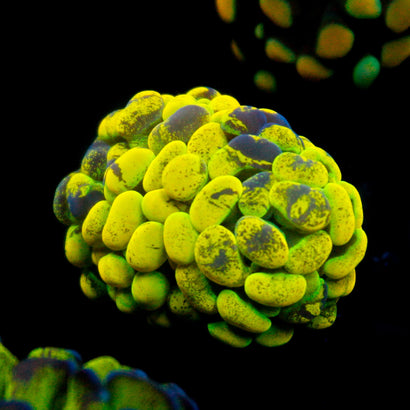 JC Yellow Splatter Hammer