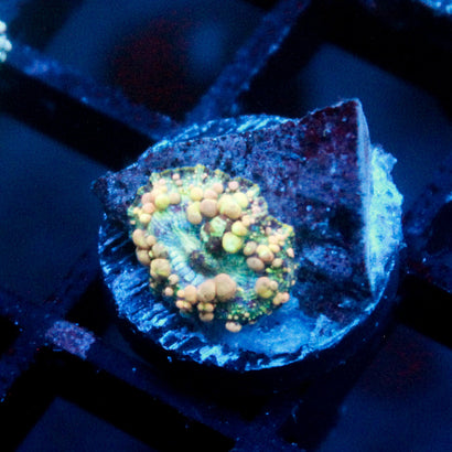 Neptune Bounce Mushroom