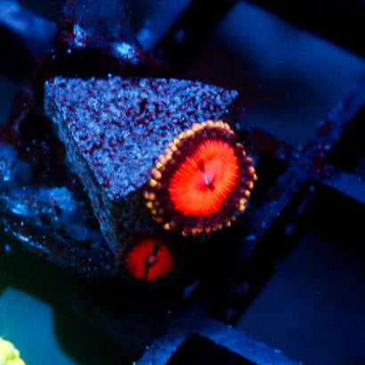 Blood Sucker Zoanthids