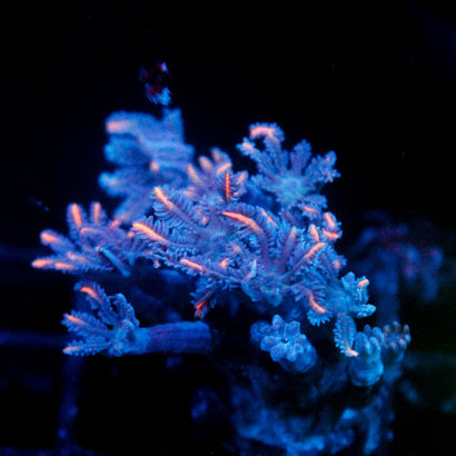 JC Oragne Clove Polyp