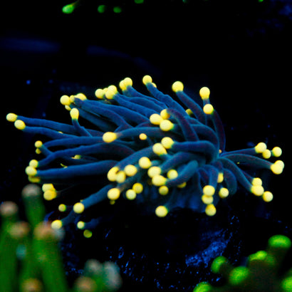 JC Yellow Tip Hurricane