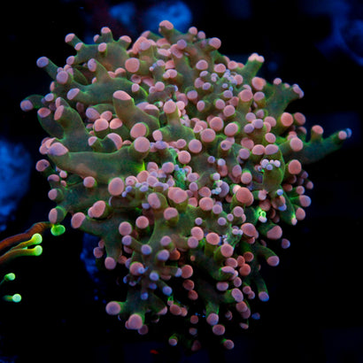 JC Pink Tip Octo