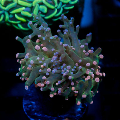 JC Cotton Candy Octo