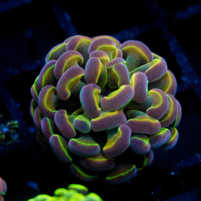 JC Ultra Hologram Hammer