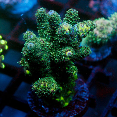 JC Underground Mini Colony