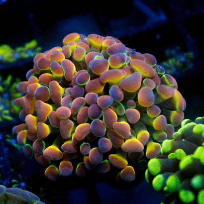 SBB Ultra Hologram Hammer