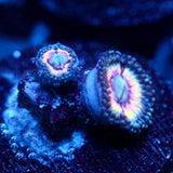 JF Pink Constellation Zoanthid