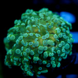 JC Underglow Octo