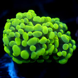 JC Neon Green Splatter Hammer