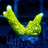 JC Neon Green Digi Monti