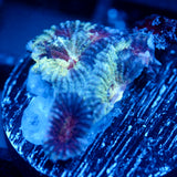 JC War torn Favia