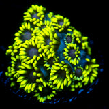 JC Nitroglycerin Goni