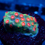 JC Evil Swarm Cyphastrea