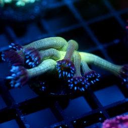 JC Peacock Goni