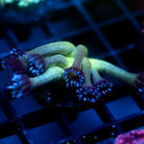 JC Peacock Goni