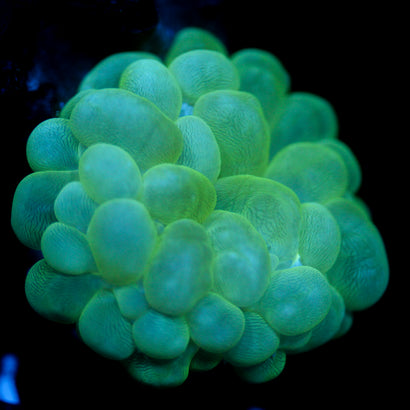 JC Truly Mini Bubble Coral 2"+