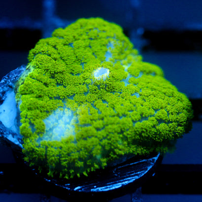 JC Neon Green Rhodactis