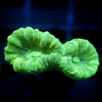 JC Neon Trumpet Coral