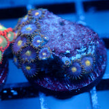 JC Gold Burst Zoanthid