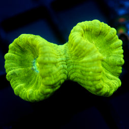 JC Neon Green Trumpet