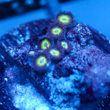 JC Evil Greens Zoanthid