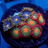 JC Zoa Garden Seed